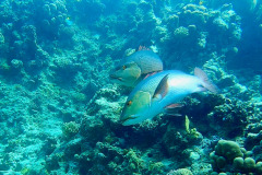 Marsa Alam - Coraya Bay